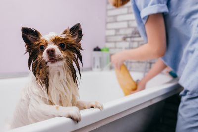 Pet Grooming and Pet Sitting Insurance in Canyon, TX by Canyon Insurance Agency