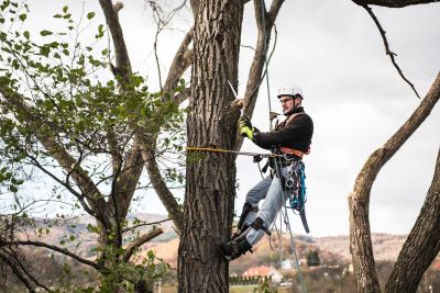 Tree Trimming Insurance in Canyon, TX by Canyon Insurance Agency